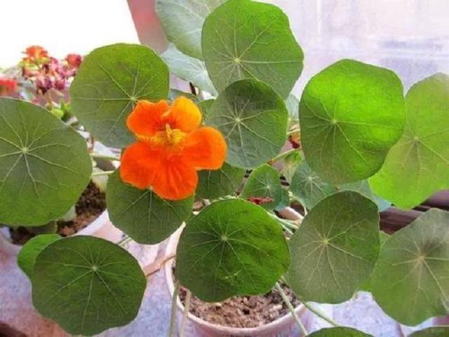 家里阳台适合盆栽的鲜花,适合壁挂的花卉盆栽