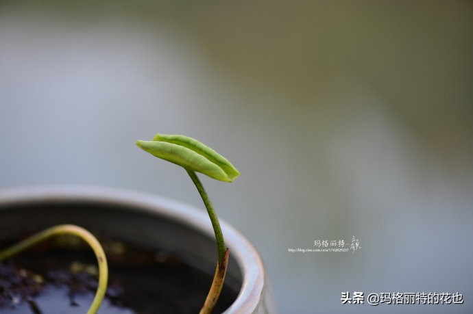 种碗莲要注意的几点,碗莲需要重复种植吗