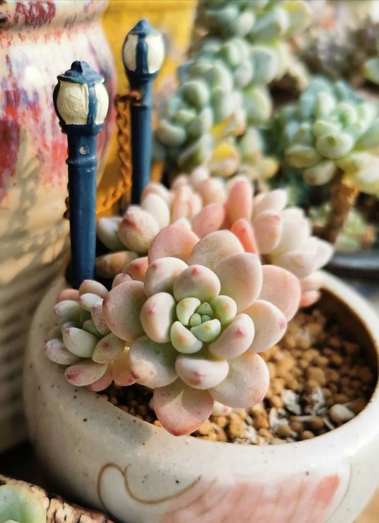 养多肉的人生感悟,人生如同养花