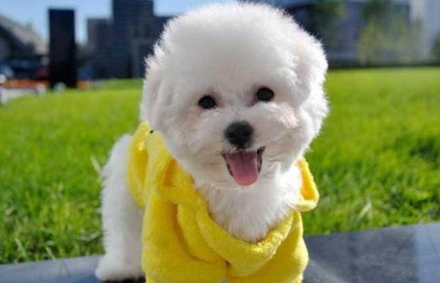 如何养好一只比熊犬这5点很关键,超小体比熊犬智商会不会差点