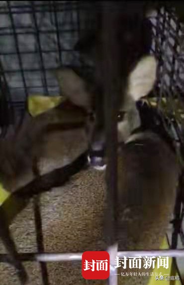 病毒之后,野味之“惑”:19名院士学者联名呼吁,杜绝野生动物非法贸易和食用