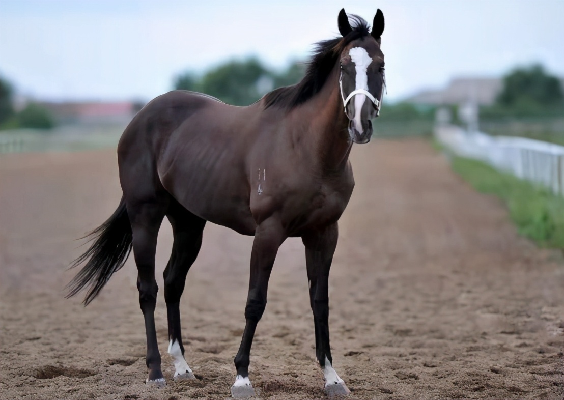 南京一匹“汗血宝马”外逃！价值已超百万，为何身价这么贵？