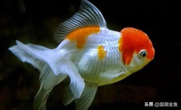 最有特色的金鱼,传统老三样金鱼