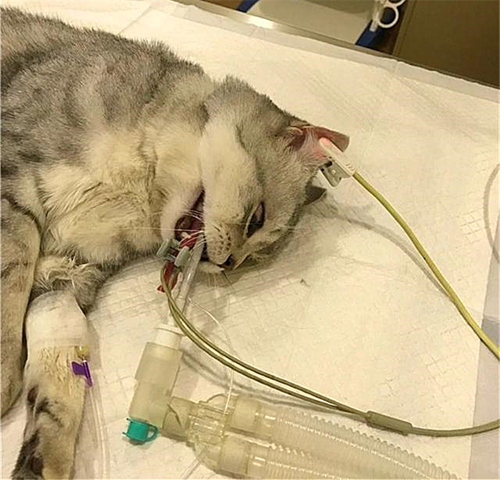 猫咪绝育辟谣,猫咪绝育肺水肿