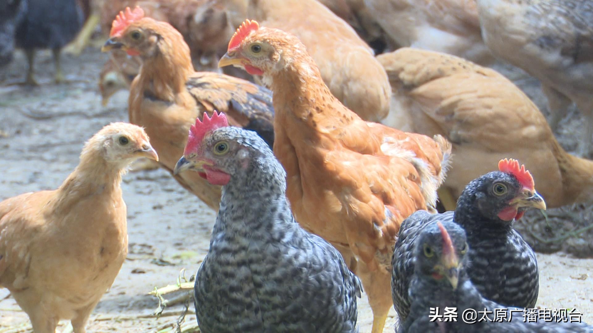 乡村振兴!太原要子庄村“绿”土地长出“金娃娃”