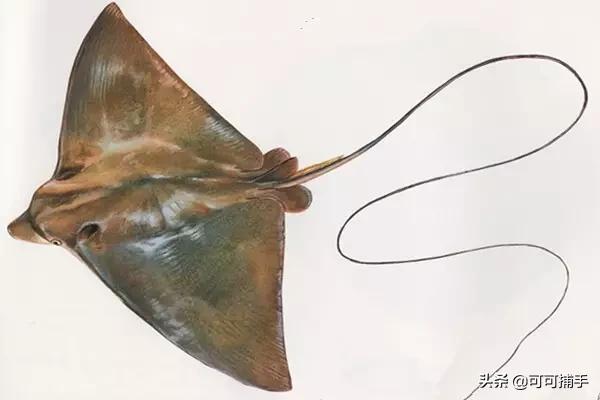 你不知道的海洋里面有什么,十种你没见过的海洋生物