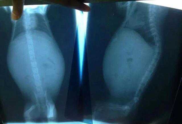 猫传腹治疗好了可以活多久,猫传腹治好后还能活多久