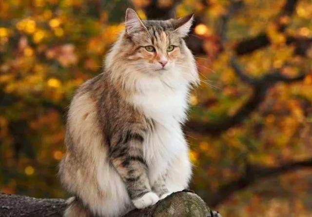 大自然的规律和启示,大自然的预知能力