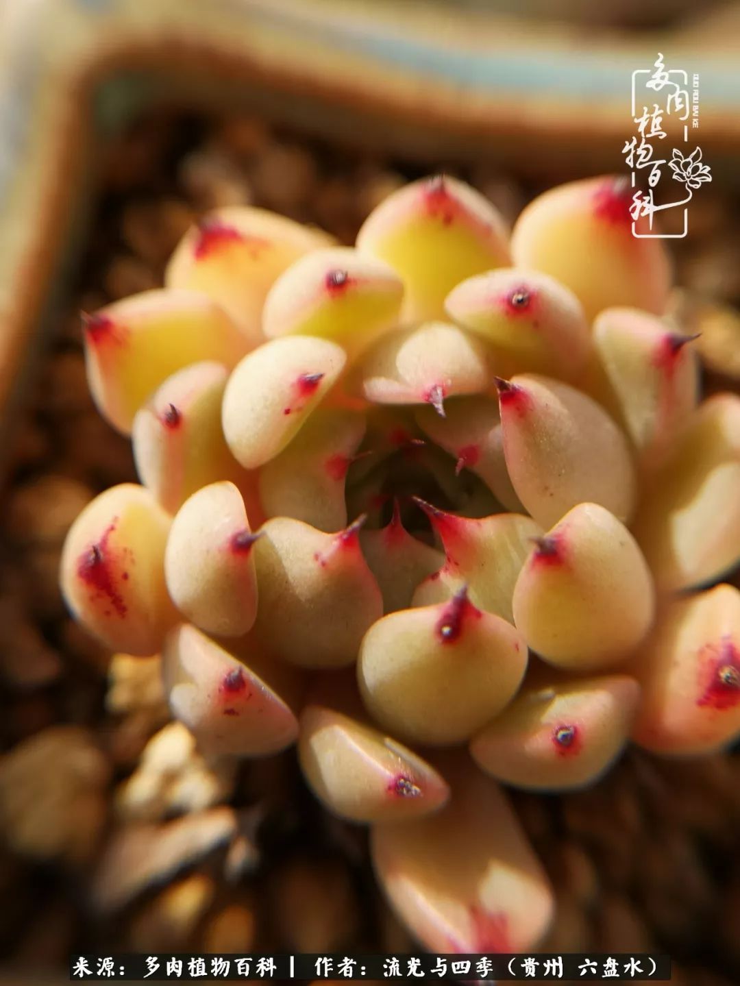 养多肉这几点新手必要知道,在养多肉的路上越走越远