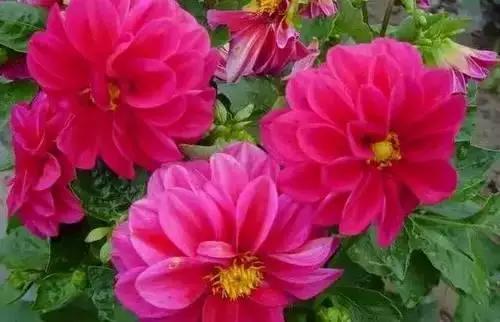 以桂花为市花的城市有哪些,中国每个城市的市花是什么