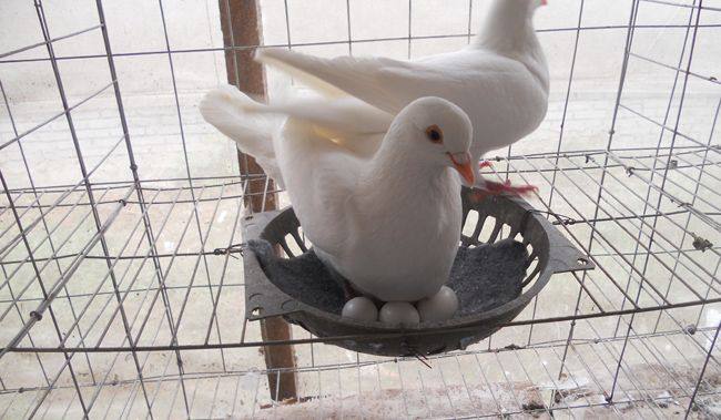 养殖500对鸽子一年利润多少合适,鸽子种鸽养殖前景