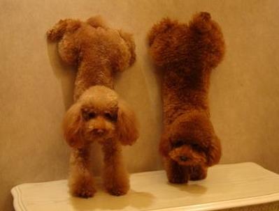 养贵宾犬需要注意什么,贵宾犬注意事项