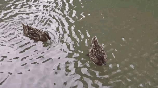 华为mate20pro如何变快,华为mate20pro慢动作怎么拍