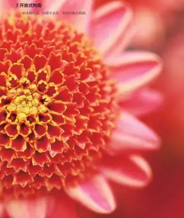 家养花卉摄影构图教程集锦,相机拍花卉拍照技巧和构图