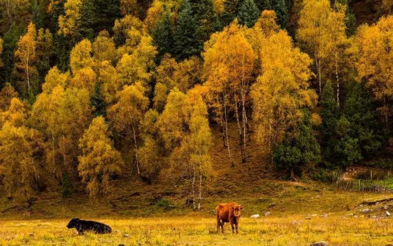1011月错过它们,等于错过整个秋天!人少清净,随手一拍都是大片