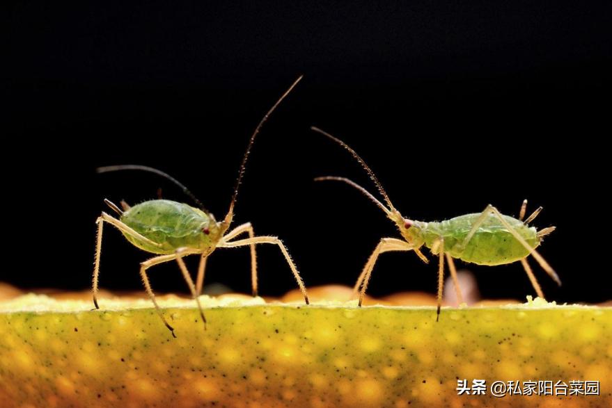阳台种菜生小虫,阳台种菜小飞虫怎么根治