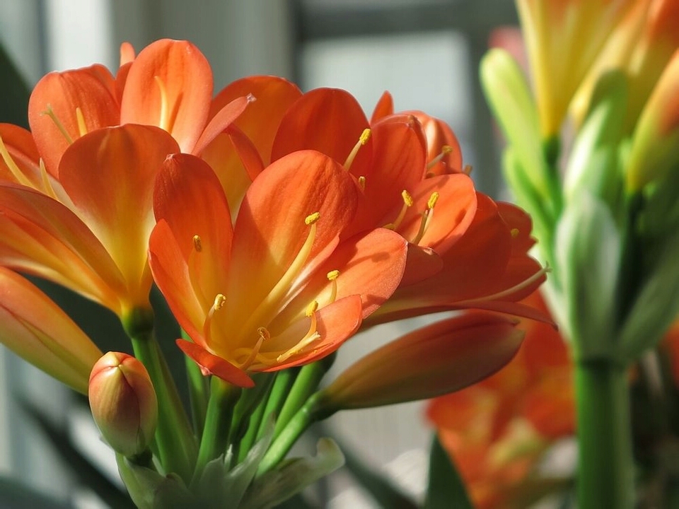 君子兰种子可以用椰糠培育吗,干透的君子兰种子怎样播种