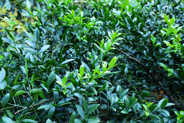 徐霞客龟峰游记全文,徐霞客江西游日记龟峰