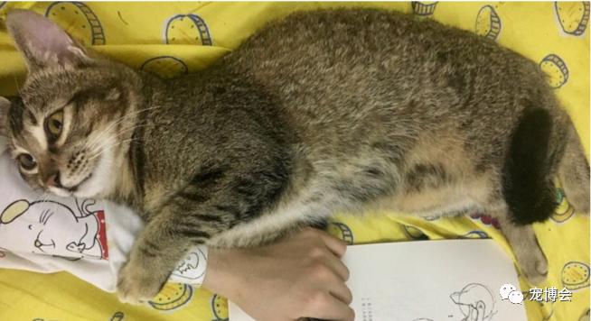 猫猫能舔到全身吗,如果舔猫一口猫会怎样