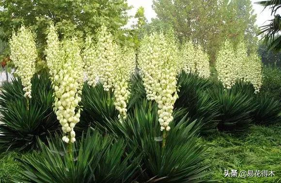 丝兰凤尾兰剑麻就是同一种植物吗,龙舌兰和剑兰的区别图片