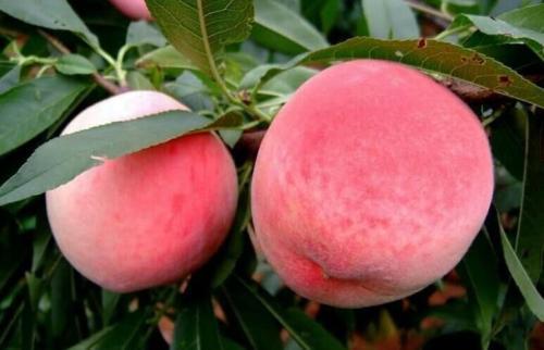 女性吃桃子能补血？营养师：夏季吃桃子，别犯这几个致命的错误