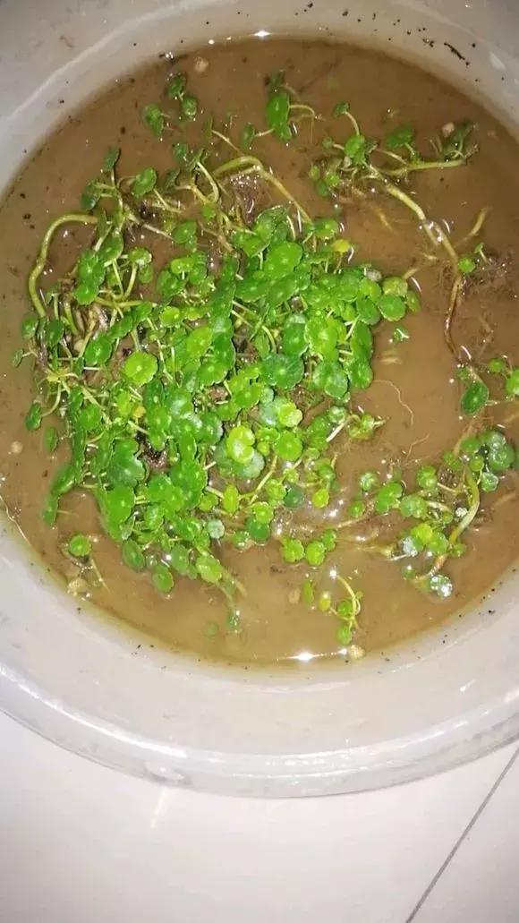 马蹄莲和铜钱草区别,半土半水铜钱草养护分享