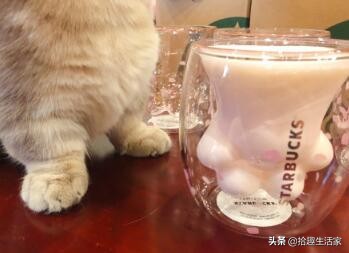 什么原因促使抢购猫爪杯,一个杯子为什么能卖3个亿