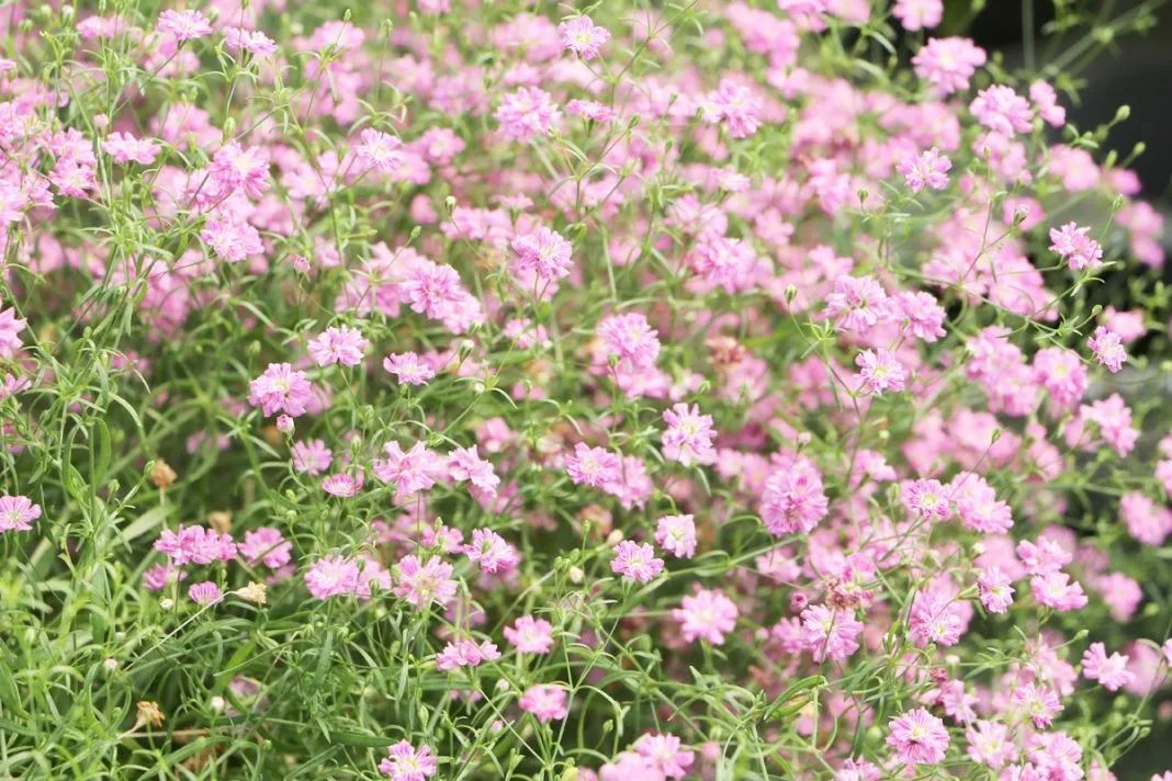 如何种满天星使它开花,满天星种子种植开花全过程