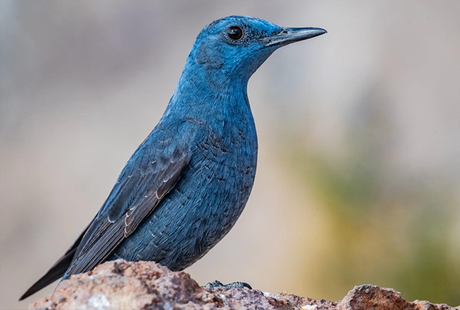 广东常见鸟类图谱和名称图文,东江揽胜鸟类
