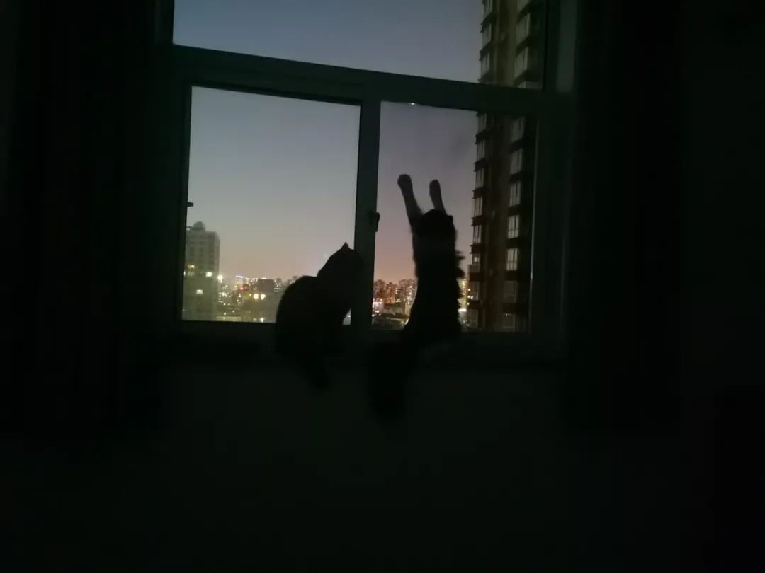 家里有两只猫想养一只狗,家里有只猫又来了一只狗怎么相处