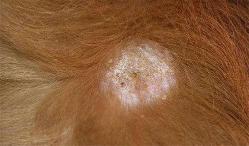 泰迪狗掉大牙齿怎么办,泰迪狗糖尿病掉毛如何处理