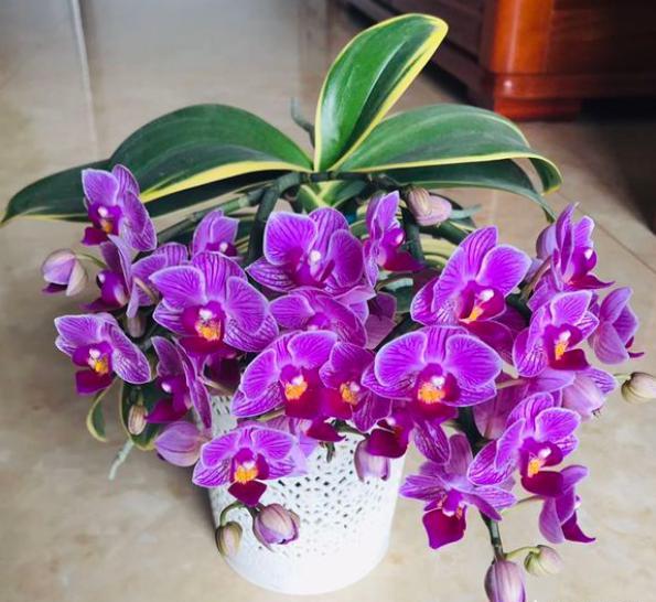 想要养护好蝴蝶兰有什么技巧,陶粒养蝴蝶兰浇水施肥方法