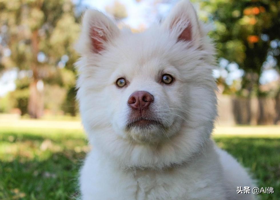 美国最受欢迎的100组小狗名字