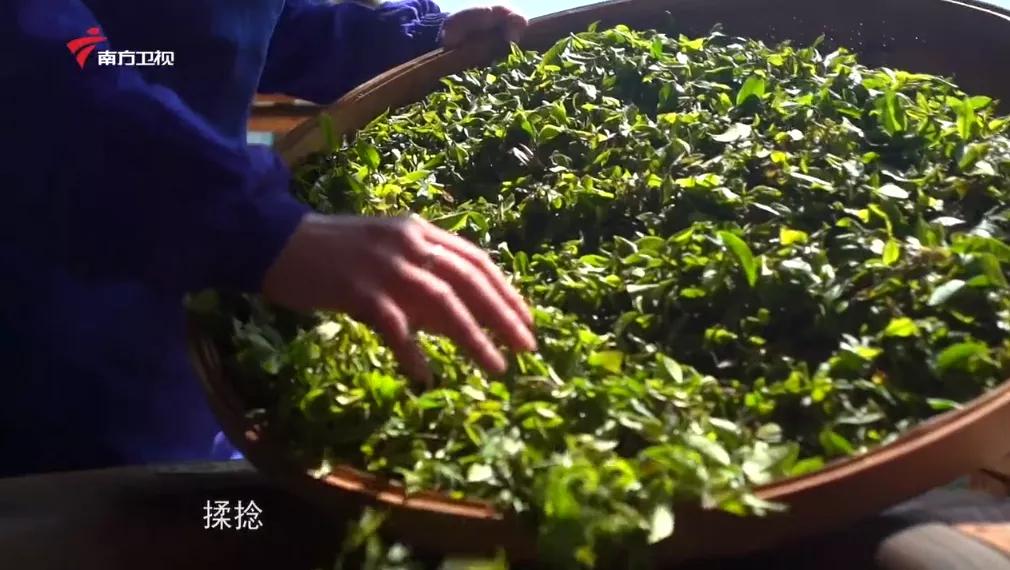 广西上品六堡茶,广西六堡茶业