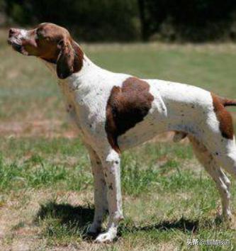 金毛禁养犬名单曲靖,曲靖麒麟区城区养犬标准规定