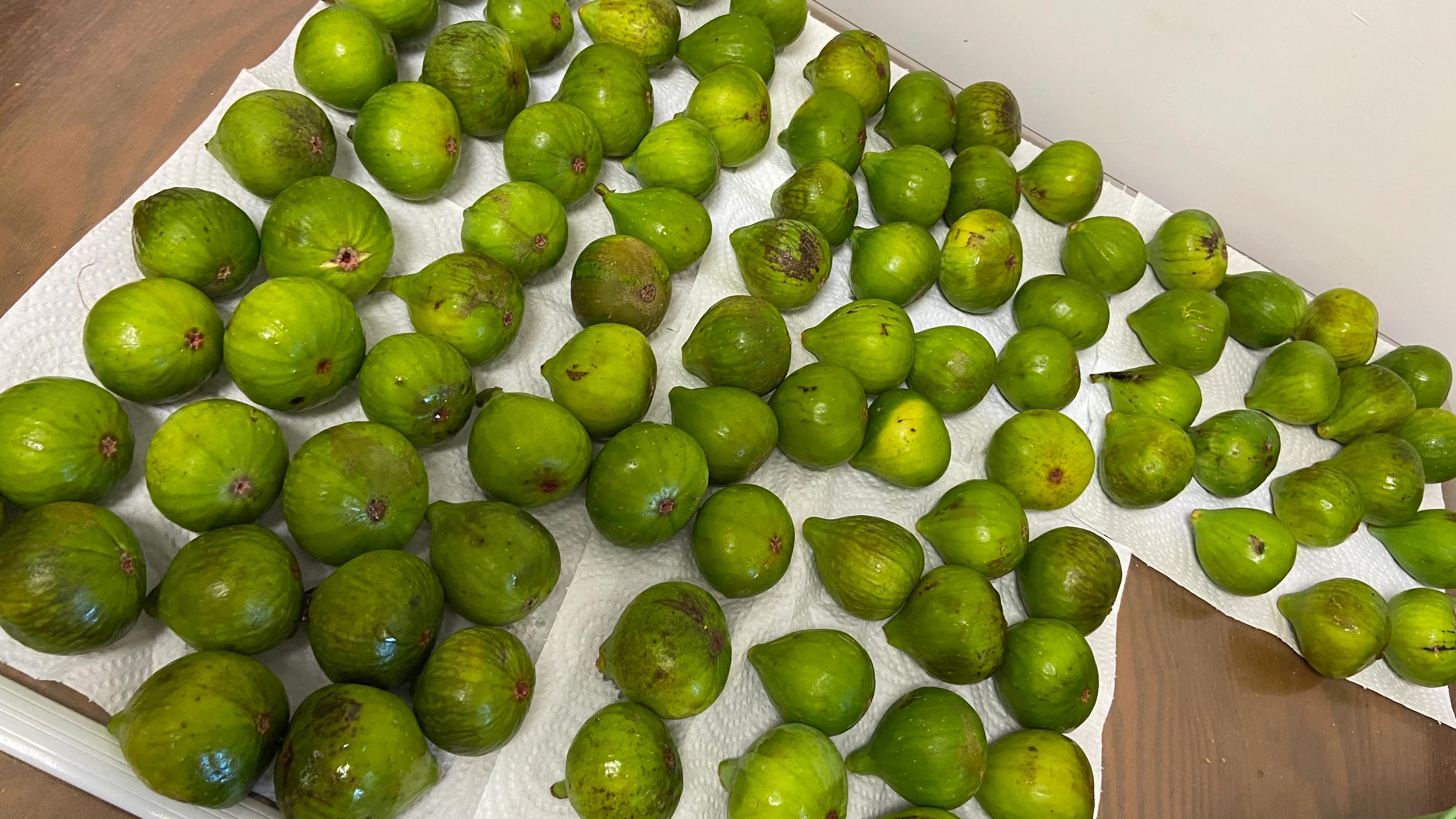 无花果病虫少,无花果怎么防虫蛀