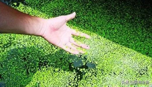 养鱼日常金鱼,养鱼学问观赏鱼