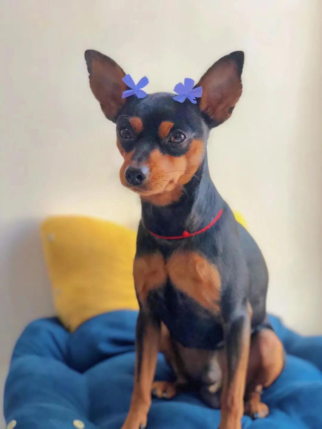 男生猛犬穿女装,男生细狗穿女装