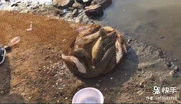麦芽糖发酵饵野钓效果,初恋麦芽糖
