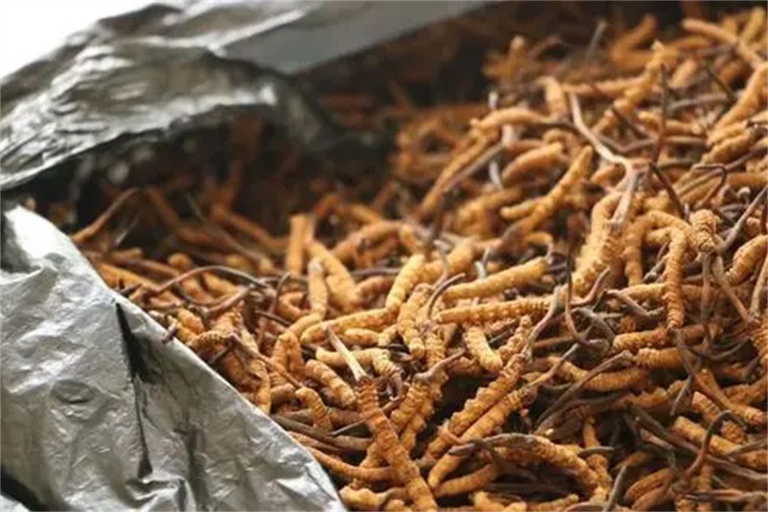 冬虫夏草最低价一包是多少,冬虫夏草的价格为啥上不去