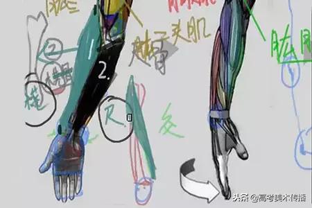 手臂分哪些肌肉结构,人体手臂肌肉结构形状