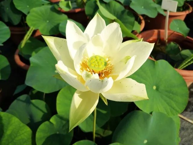 今天分享几十种荷花品种图鉴,荷花品种大全及名称图片