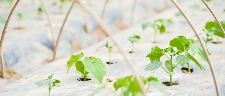 育苗时出现徒长苗的原因,幼苗徒长难高产怎么解决