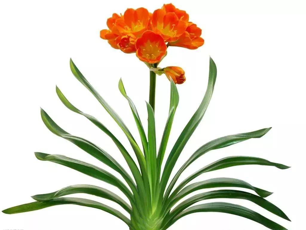 送给喜欢种花的人什么礼物,想养花却把花养死