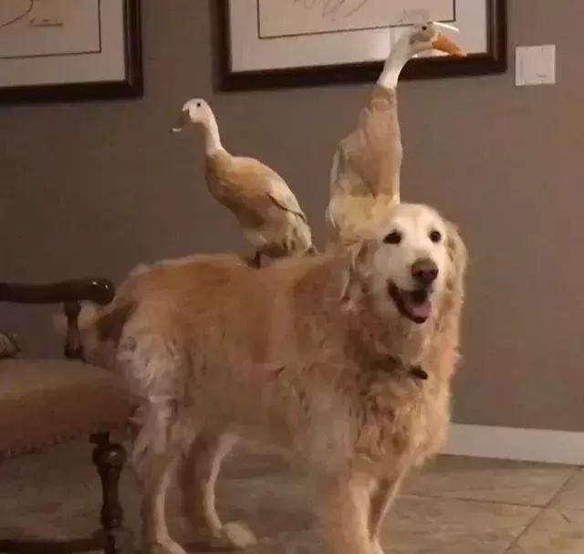 被大鹅欺负的金毛,金毛老是被鸭子欺负