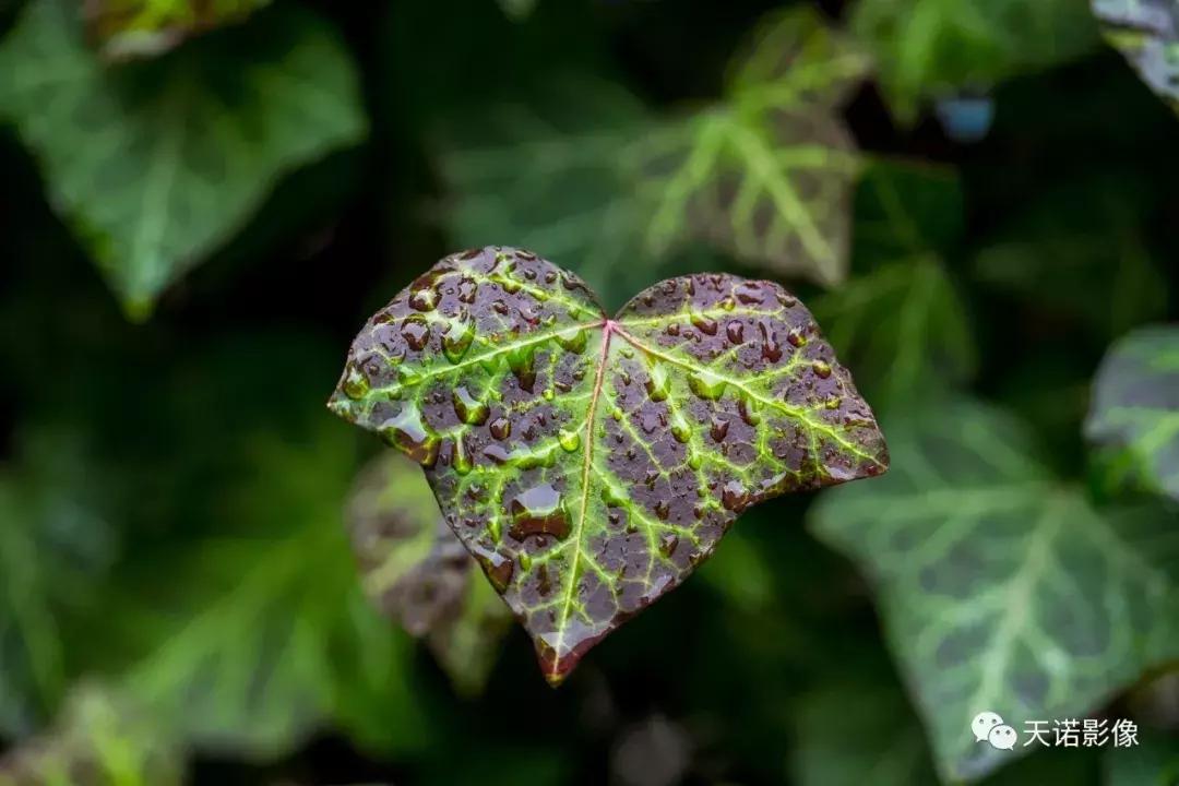 徕卡sl和sl2-s对比,徕卡sl是全画幅吗