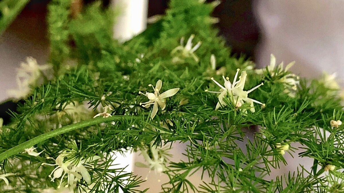 家里的文竹突然猛长是什么预兆,文竹总是长枯枝怎么办