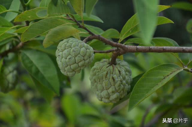 什么样的水果是热带水果,这七种热带水果你知道叫什么吗