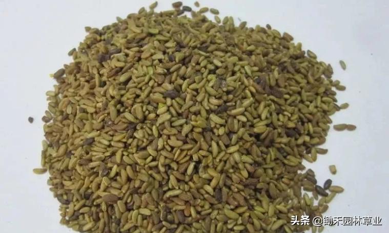 适合盐碱地的植物有哪些,绿化草耐旱品种