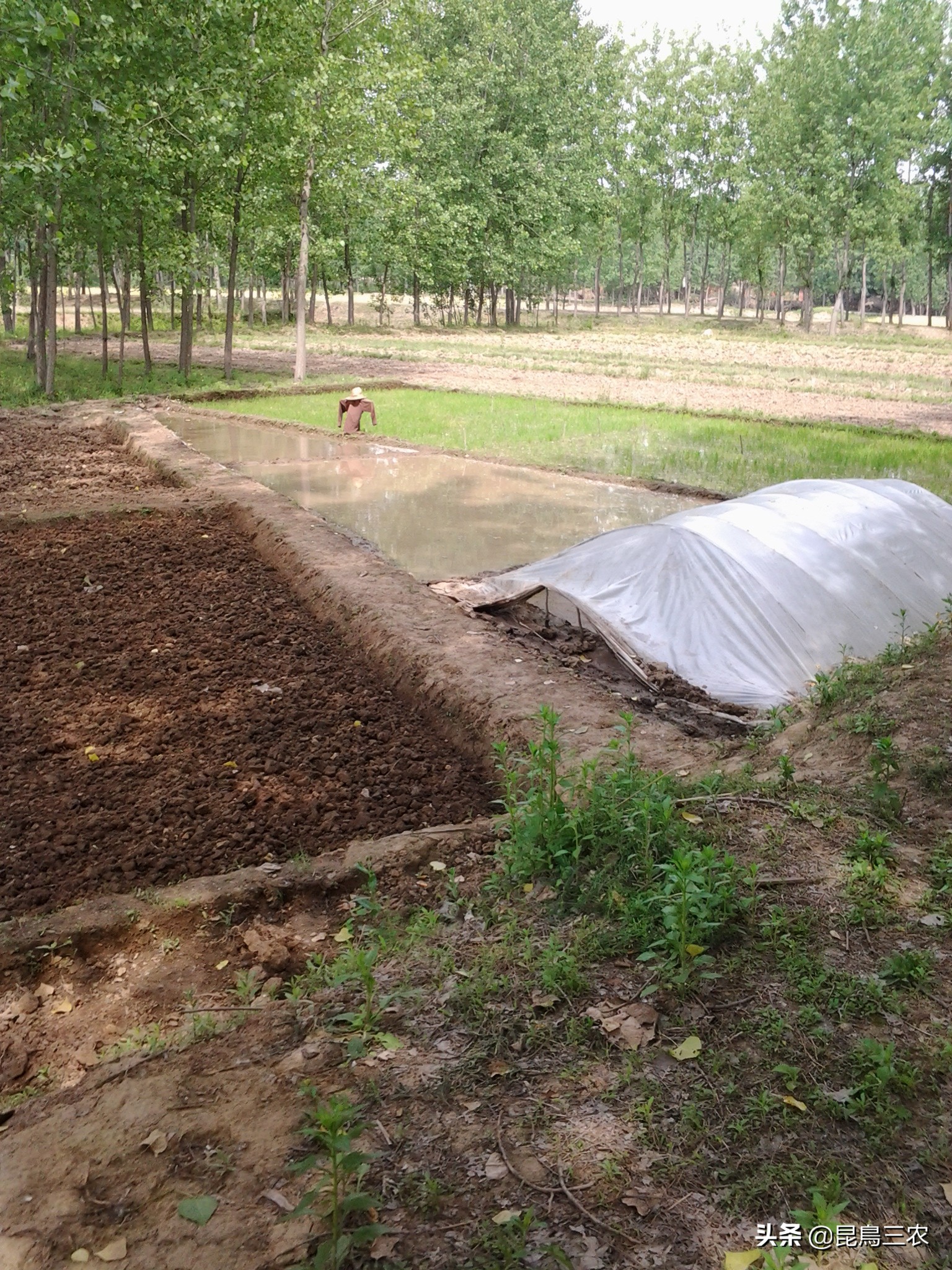 水稻长期下雨怎么管理,水稻生长困难